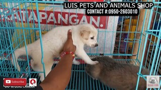 MURANG BILIHAN NG MGA HAYOP SA PULONG GUBAT GUIGUINTO BULACAN PHILIPPINES. vlog#332