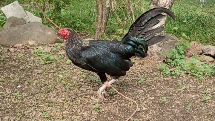 Black Hennie