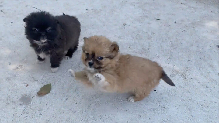 这是要血脉觉醒了嘛！