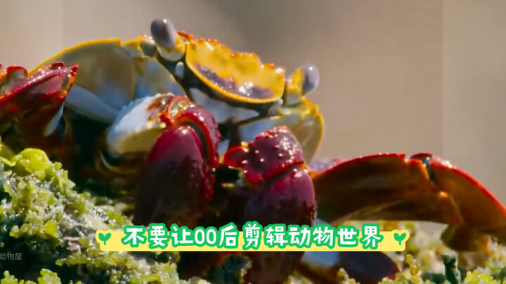 โปรดอย่าให้คนรุ่นหลังปี 2000 ตัดต่อโลกของสัตว์—ปูกรอบอร่อย