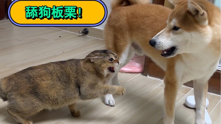 Bingli used his special skill to make a true friend!