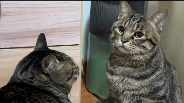 When there’s a mean cat in a multi-cat household, the little kitten turns into a pesky rooster!