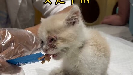 เจอแมวจรจัดสามขา ฉันเลยตัดสินใจรับเลี้ยงมัน! #แมวจรจัด #ช่วยเหลือแมวจรจัด