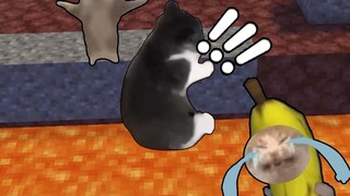 Very Bad Steve! Cats Helping Cats