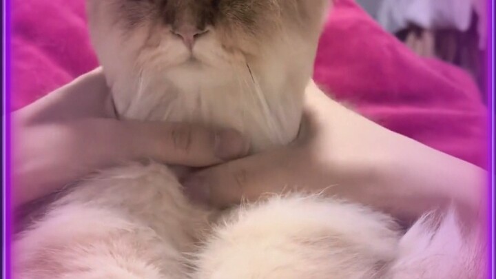 Vừa thấy là lập tức đi vuốt mèo luôn.