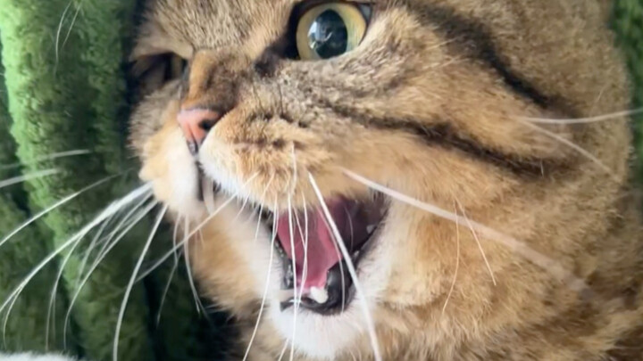 Aku benar-benar garang! Kamu seharusnya merasa takut!