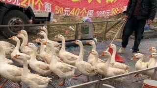 老板不配合，但是大鹅配合啊