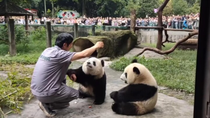 Video yang diunggah sang kepala museum ini imut banget!