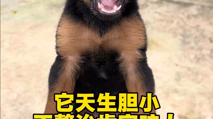 Dogs vs. dogs, it’s infuriating #DisobedientDog