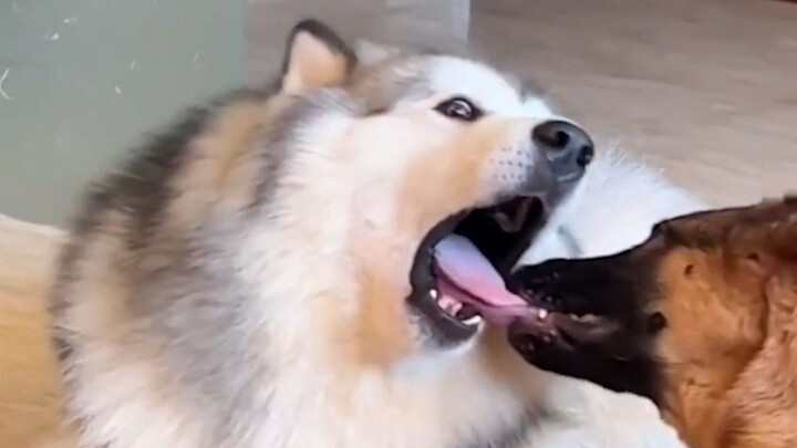 Doggy: Today I’m the dog!