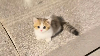 Just want a little kitten—act fast, or you'll miss out!