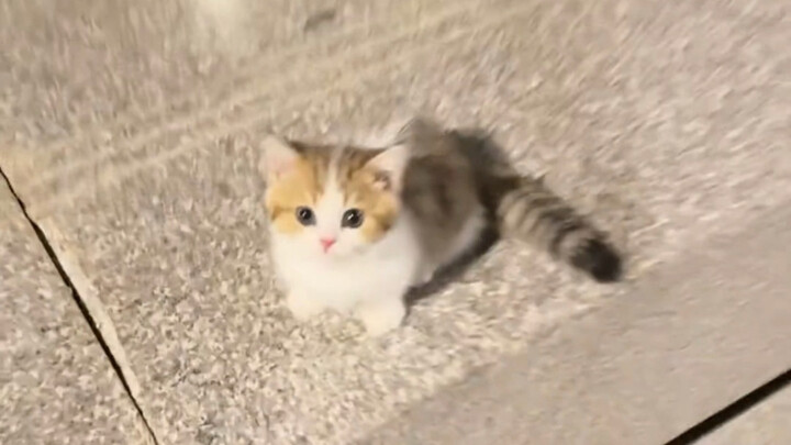 Just want a little kitten—act fast, or you'll miss out!