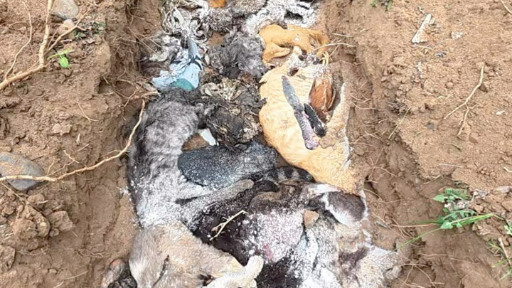 #AnimalRescue #KindnessEveryDay It took several days to gather these injured animals across the city