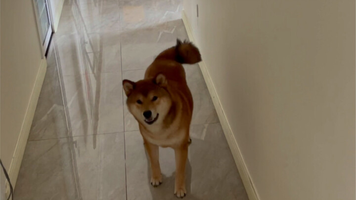 妈妈的好大儿（为什么要在客厅拉粑粑）