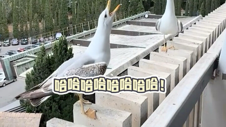 Loài hải âu này đúng là có chút đặc biệt nhỉ~