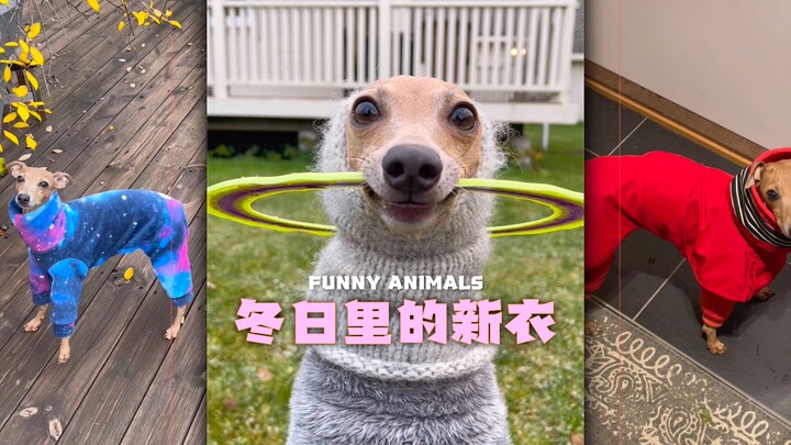 It's getting cold—let's put some clothes on the babies!