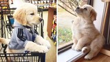 ❤️Cute Puppies Doing Funny Things ❤️#8  Cutest Dogs
