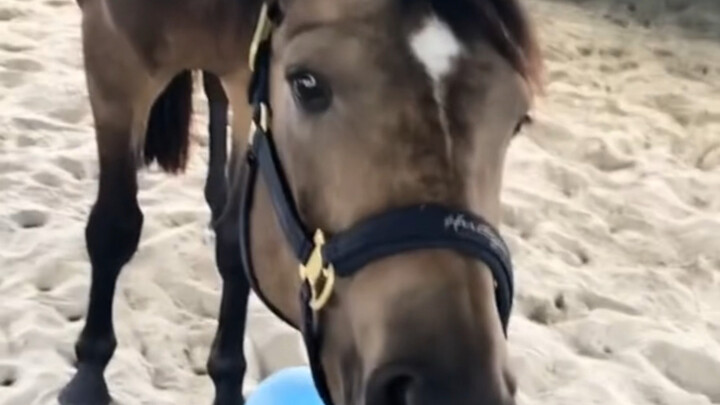 Seekor Kuda yang Mirip Anjing