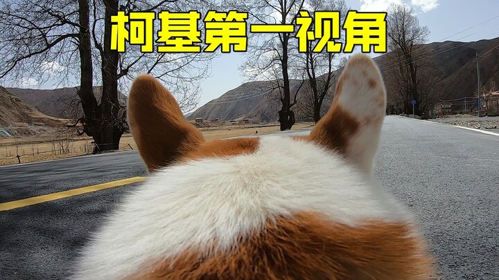 เป็นยังไงบ้างเมื่อถูกหมาคอร์กี้แบกขึ้นหลังออกไปเที่ยว?