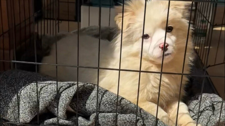 Despite a few bad habits, the little sheepdog is smarter than I expected.