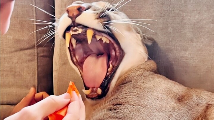 How to Remove Tartar from a Cougar?