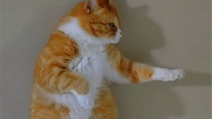 Never Overestimate Orange Cats