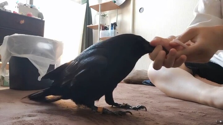 The dog crow with its beak trimmed
