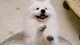 长得这么可爱，带去上班同事应该不会反对吧？