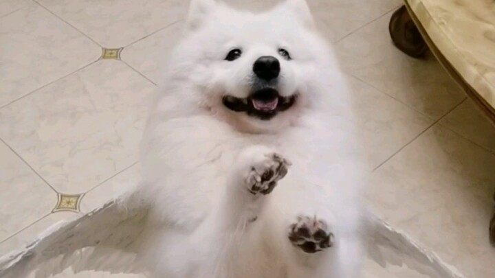 He's so cute—my coworkers probably won't mind if I bring him to work, right?