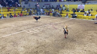 4cock tanza third fight