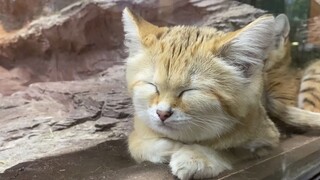 [Sand cat sleeping] Click here to enjoy two minutes of healing [Nasu Animal Kingdom]