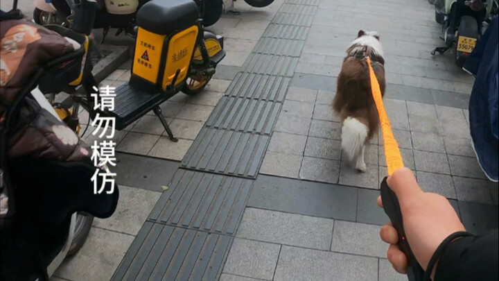 What can your major do for you while you're walking the dog?