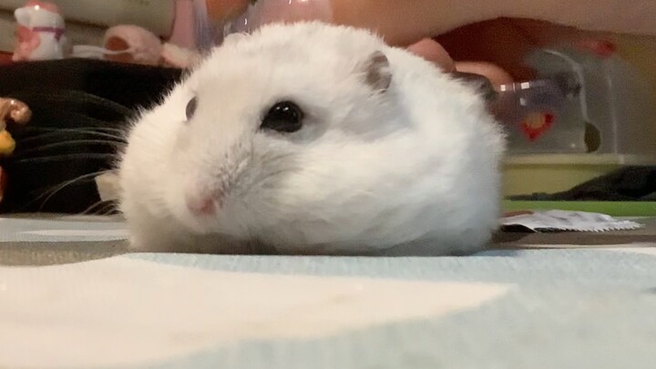 [Hamster] So pitiful—no paws, no legs, can only crawl on its belly.