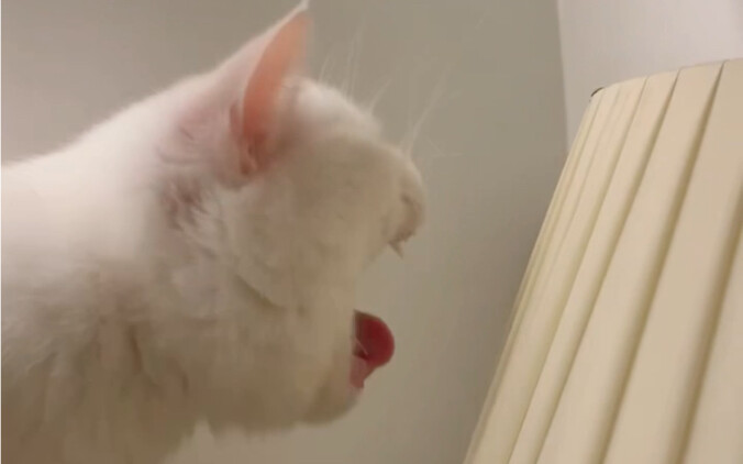 猫猫我啊 闻到臭屁虫辣