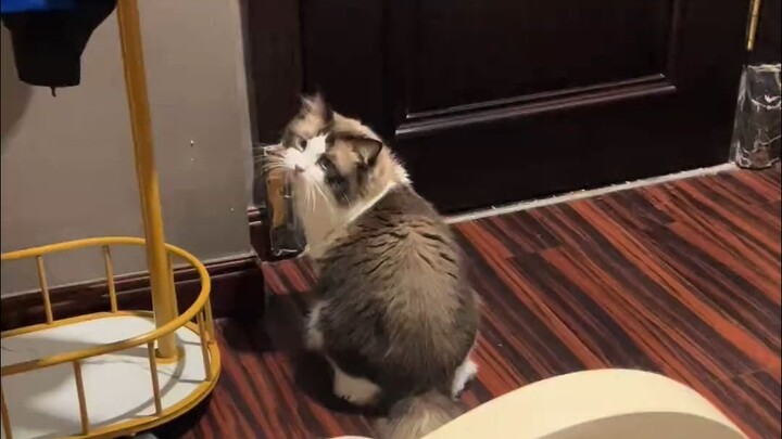 After arguing with its owner, the cat started sleeping in a separate room and even took its beloved 