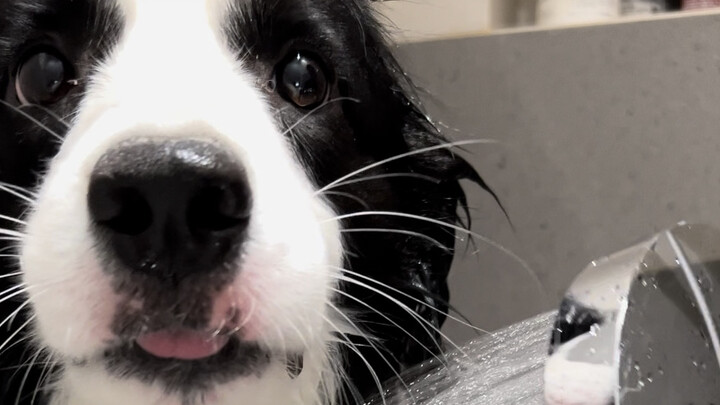 Immersive dog washing, so immersive and tiring!