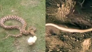 kungfu animal vs snake