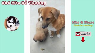 Chó Con Dễ Thương Hài Hước   Cún Con Siêu Quậy Đáng Yêu   Cute and Funny Puppies