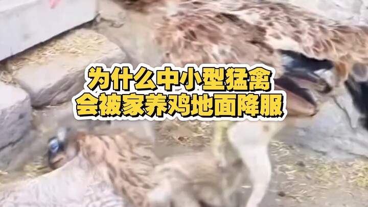 Tại sao các loài chim săn mồi cỡ nhỏ và trung lại bị gà nhà hạ gục trên mặt đất?