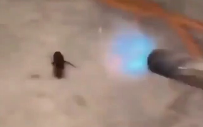 في تلك اللحظة، تحول الصرصور إلى نور