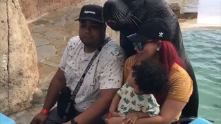 This sea lion is a pose expert! l