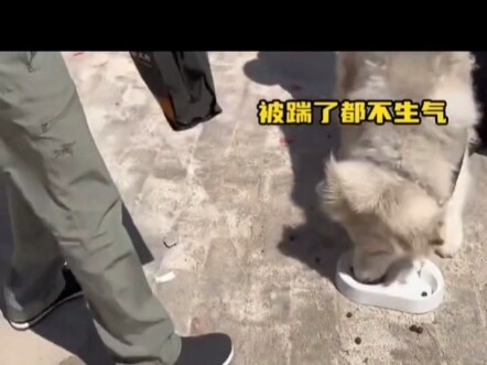 Chó dữ? Chó đói!