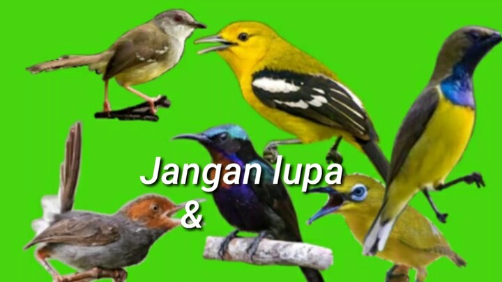 Suara pikat burung sapujagat, untuk semua burung kecil.mp3