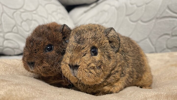 认真介绍一下我的五只猪崽