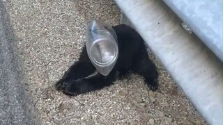 Kepala si beruang kecil terjebak di botol plastik dan tidak bisa keluar, seorang baik hati yang lewa