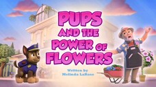 Paw Patrol Musim 11 Episode 20 Original mix indonesia song
