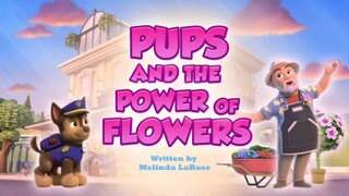 Paw Patrol Musim 11 Episode 20 Original mix indonesia song