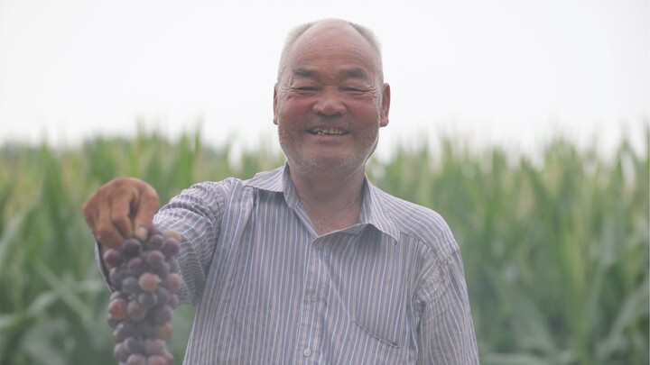 An elderly man in his seventies from the countryside, who lost an arm, personally tends to and harve