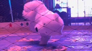 这北极熊有两把刷子 20块钱门票太值了