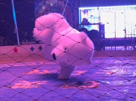 This polar bear is really good. The 20 yuan ticket is worth it.